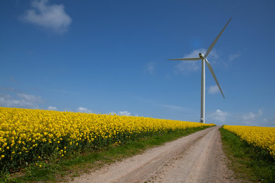 Rapeseed fields and a wind turbine near the small village and civil parish of Tythegston in south Bridgend, South Wales, UK