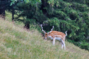 fallow deer (Dama dama) in grass. Parc de Merlet, France