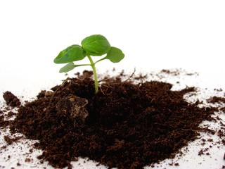 Seedling transplanting