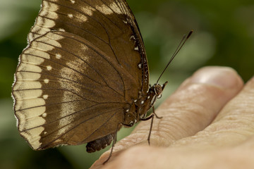 beautiful brown butterfly in the garden perched on a fingers