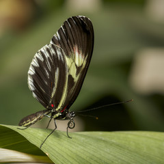 Closeup of a Piano Key butterfly ,heliconius melpomene , perching a green leaf.