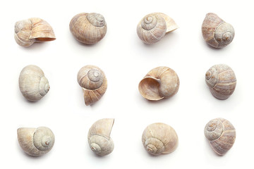 Set of empty snail shells  isolated on white background. Concept with dry snail shells.