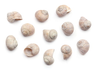 Composition of empty shells  isolated on white background. Concept with dry snail shells.