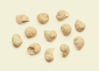 Composition of empty shells vintage filter effect. Concept with dry snail shells in retro vintage style.