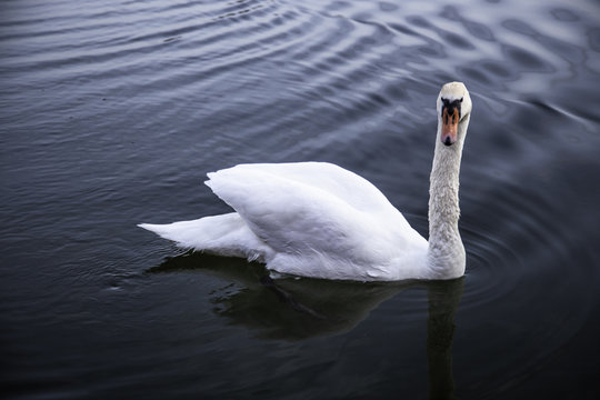 Jung Schwarn auf Binnensee