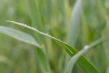 Obraz premium Gras mit Wassertropfen