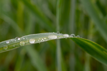 Wassertropfena uf Grashalm