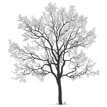 Oak Tree vector silhouette