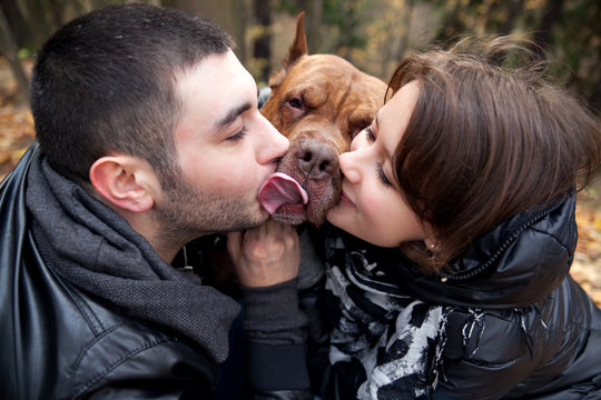 A Couple In Love And Jealous American Pit Bull Terrier