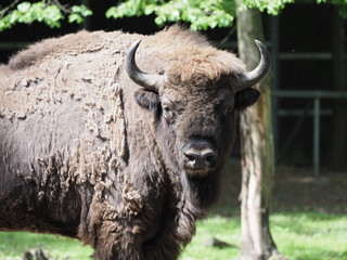 Focus on danger european bison looks and stands alone on sandy ground in enclosure at city of Pszczyna in Poland © Jakub Korczyk