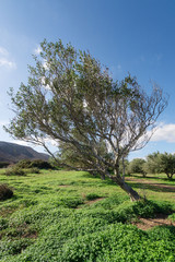 Obraz premium Drzewo oliwne