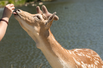 Person feeding a roe deer