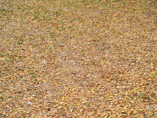 Nature of dry brown falling leaves on the floor background