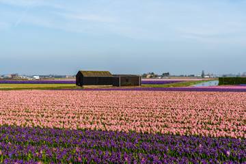 Colourful flower fields with hyacinths