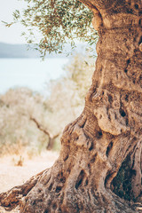 Ancient olive tree with large textured roots on the lake shore. Mediterranean  olive grove
