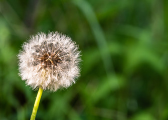 Dandelion