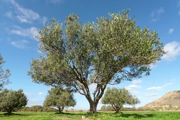 Papier Peint photo autocollant Olivier Olive tree