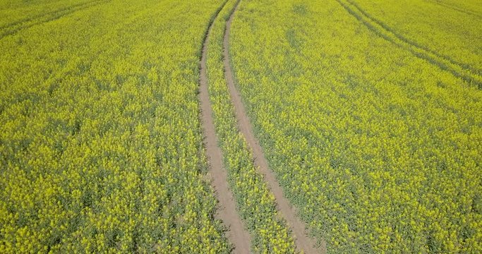 Aerial of canola field in bloom druing spring scene yellow saturated landscape