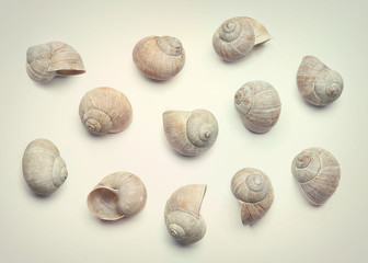 Composition of empty shells vintage filter effect. Concept with dry snail shells in retro vintage style.