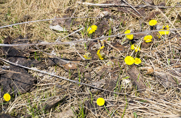 Yellow mother-and-stepmother in the sun
