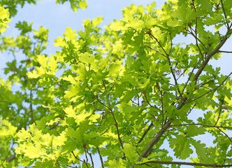 Fototapeta na wymiar Junge Blätter der Stieleiche, Quercus robur