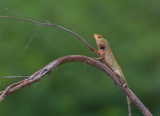 chameleon on tree branch with green background