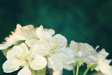 A tree blossoms at spring soft light