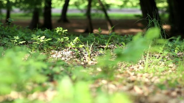 Green leaves in the wind , forest background
