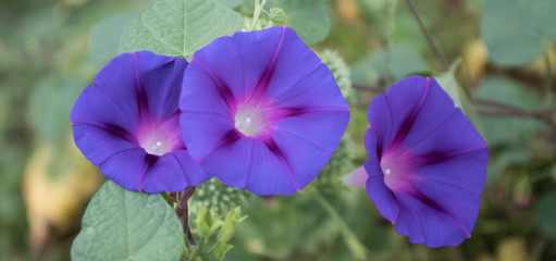 A beautiful close up photo of three purprle morning glory flowers.