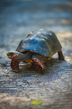 Red Footed Turtle