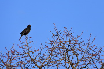 Amsel auf einem Baum