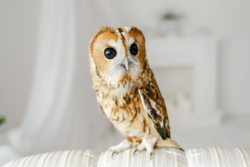 cute owlet sitting on a sofa