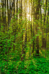 ray of sunshine through the tree