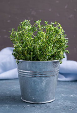 Thyme in small bucket