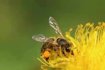 Bee