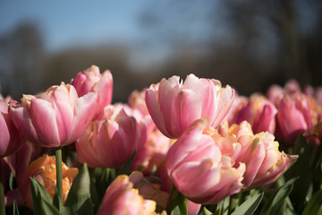 Obraz premium tulips