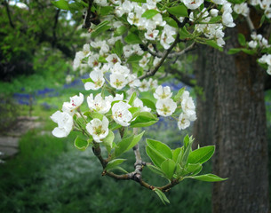 Spring Apple Tree Blossoms and Leaves Peeking Up Toward the Sunlight