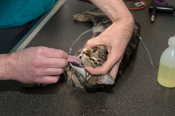 Le vétérinaire chirurgien opère une chatte une intubation est nécessaire,