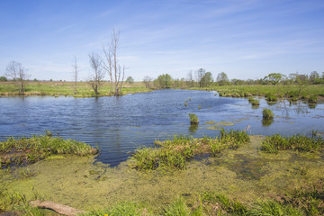Small river. Moscow region. Russian landscape
