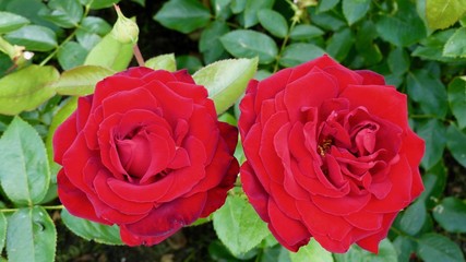 Rosenblüte, Rose, Blume 
