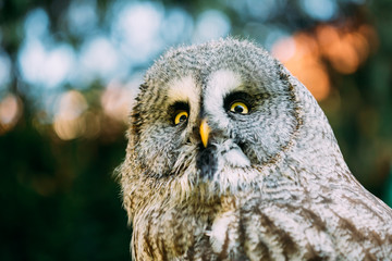 The great grey owl or great gray owl Strix nebulosa is a very 