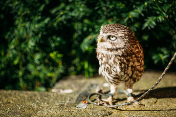 The small owl. Wild bird
