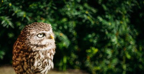 The small owl. Wild bird