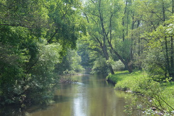 Flusslandschaft Ilmenau bei Bad Bevensen im Frühling