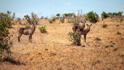 Fototapeta na wymiar Three waterbuck (Kobus ellipsiprymnus) female antelope in african savanna. Tsavo East national park, Kenya