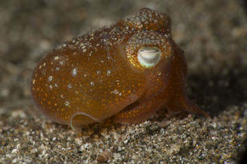  Tropical bottletail squid (Sepiadarium kochi). Picture was taken in Anilao, Philippines