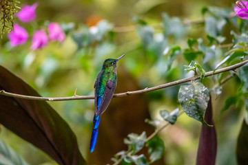 Hummingbird(Trochilidae)Flying gems ecuador