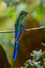 Fototapeta premium Hummingbird(Trochilidae)Flying gems ecuador