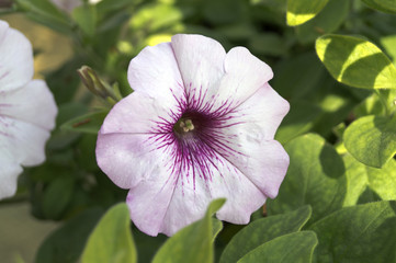 The flower bed of white petunias (Petunia Grandiflora).
