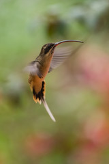 Hummingbird(Trochilidae)Flying gems ecuador